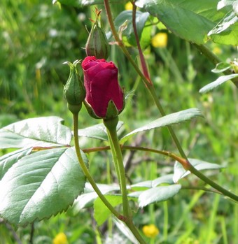 Rose (jardin de Saint-Hilaire)